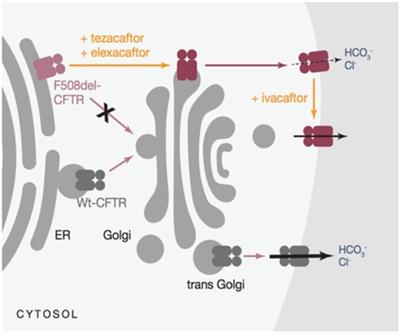 Cystic fibrosis management in pediatric population—from clinical features to personalized therapy